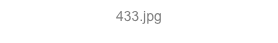 433.jpg